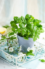 Fresh basil in a pot 