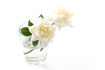 Fototapeta na wymiar white rose on isolated background