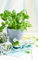Fresh basil in a pot 