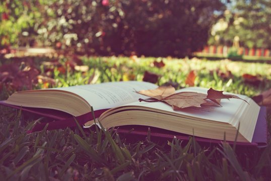 Close-up of a leaf on an open hardback book lying on the grass  in a summer garden, Spain