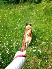 Gassi gehen mit Hund