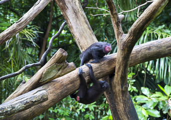 monkeys in the wild filmed close up