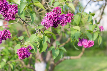 bright pink flowers in green grass in summer garden