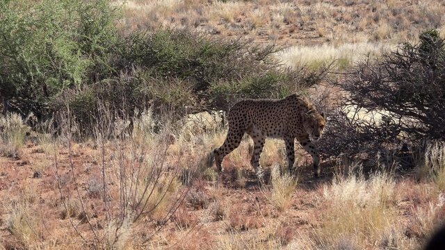 Cheetah in Namibian Wildlife Park (4K UHD footage)