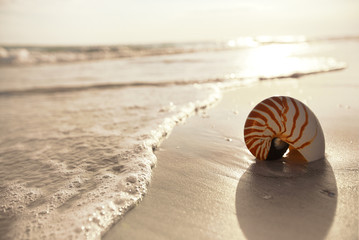 nautilus shell on a sea ocean beach sand with  dark sunset light