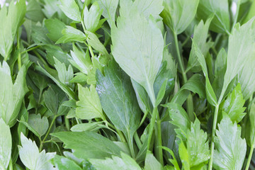 Lovage