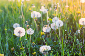 white dandelion flowers in green grass in summer garden in sunset light