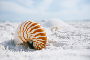 nautilus shell with sea wave,  Florida beach  under the sun ligh