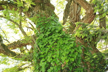 Baumstamm / Tree / Baum