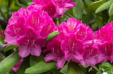 Naklejka premium Rhododendronblüte