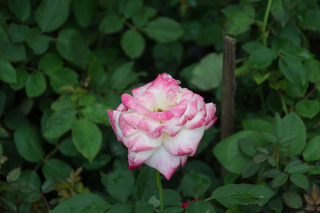 flower blooming in the garden