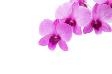 Obraz na płótnie Canvas orchid isolated on white blackbackground