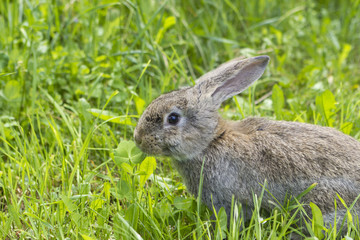 Brown rabbit