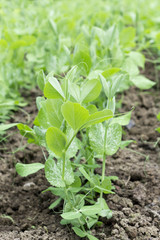 Peas