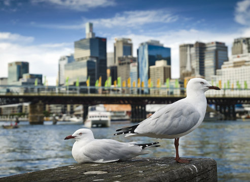 Close up of seagull perching on wooden post