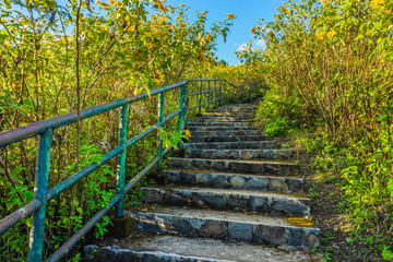 Stone concrete stairway in Tithonia diversifolia field