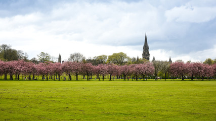 Naklejka premium Spring in Meadows park, Edinburgh, sakura trees alley