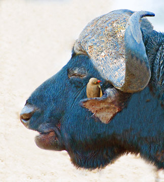 Close-up of a Red-billed Oxpecker (Buphagus erythrorynchus) sitting on a buffalo's ear cleaning ticks and bugs, Limpopo, South Africa