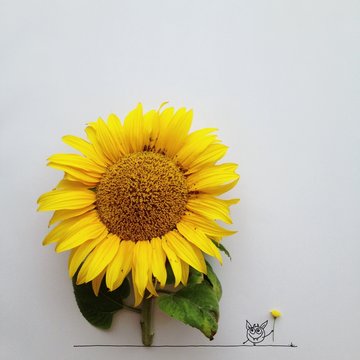 Studio shot of monster and sunflower