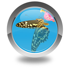 papillon sur bouton, 