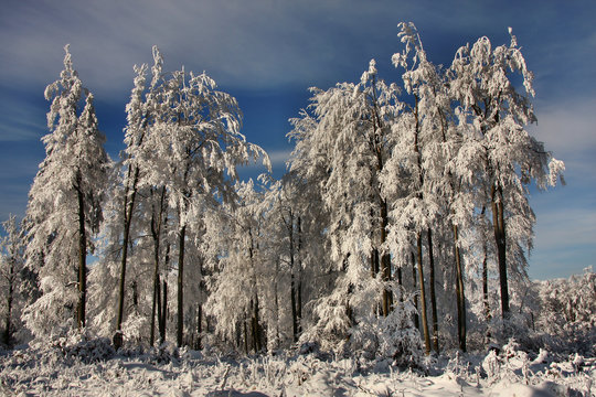 Snow covered trees in a rural landscape, Finsterbergen, Friedrichroda, Gotha, Thuringen, Germany