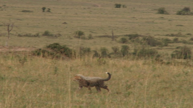 cheetah cubs walking in the plains