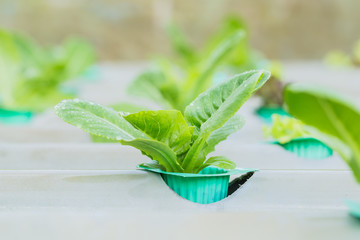 Hydroponic vegetables