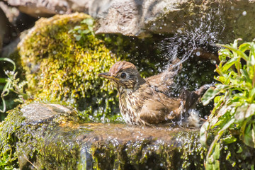 Mistle thrush having a water bath on a warm day