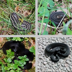 Black Vipera berus and European adderley wildlife