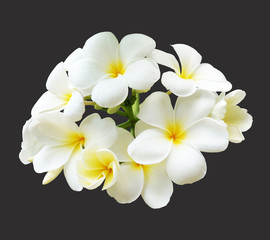 bouquet of white plumeria frangipani flowers isolated on black b