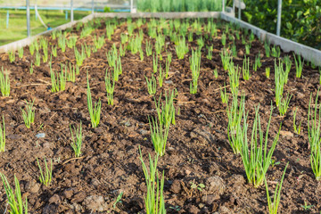 Onions seedling - 83524388