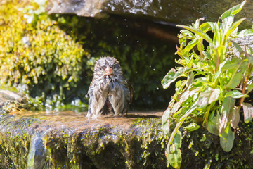 Soaked house sparrow drying off