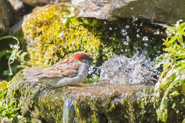 Waiting in line for a bath