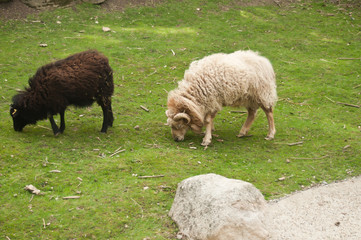 moutons broutant de l'herbe