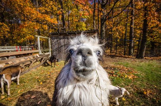 Canada, Quebec, Mont-Saint-Hilaire, Llama looking at camera