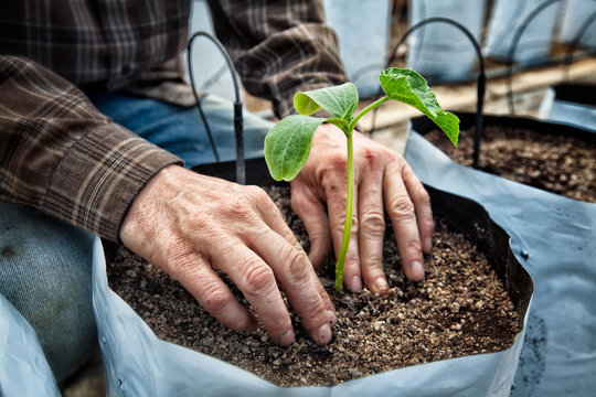Close up of man planting seedling in growbag