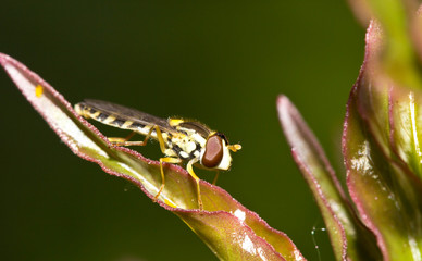Fly hoverfly (Syrphidae) on a leaf peony (macro ) 