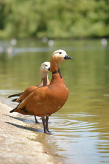 Ruddy Shelduck, Tadorna ferruginea