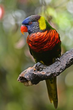 Indonesia, West Java, Bogor, Taman Safari, Colorful bird on branch