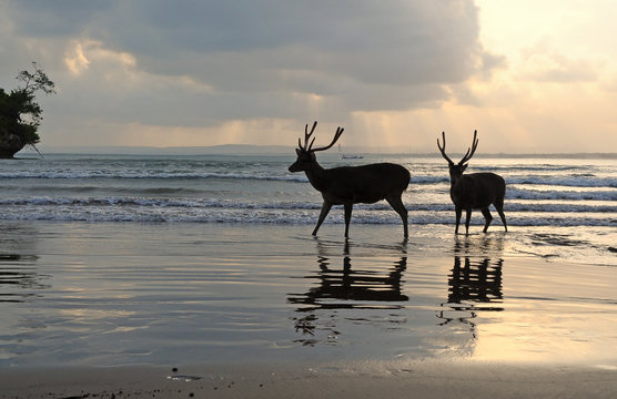 Indonesia, West Java, Pangandaran, Silhouette of Deer