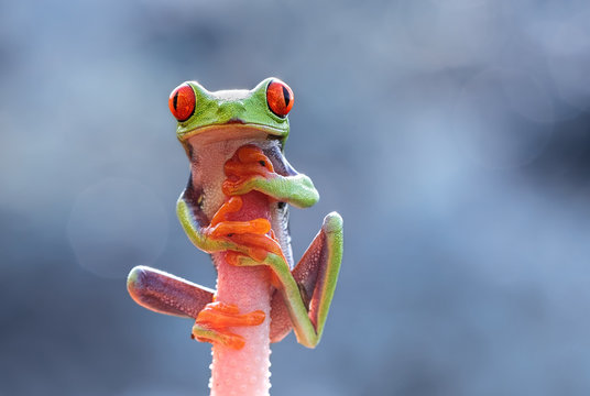 Indonesia, Riau Islands, Batam City, Red-eyed tree frog on flower head