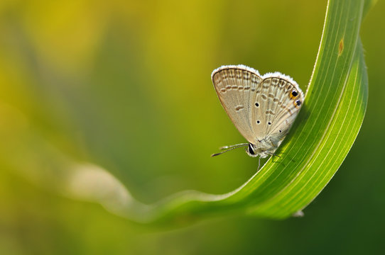 Indonesia, West Java, Bekasi, Butterfly on leaf