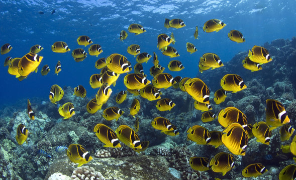 Close-up of a school of Raccoon Butterflyfish (Chaetodon lunula) swimming on a coral reef, Hawaii, USA