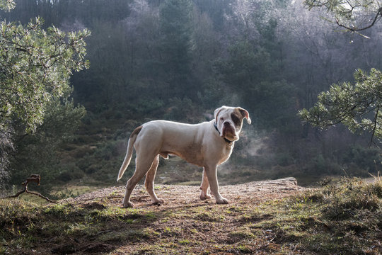 UK, England, West Midlands, Stoke-on-Trent, Old Tyme Bulldog at Park Hall in morning sunlight