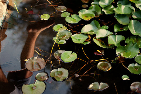Italy, Lily pad