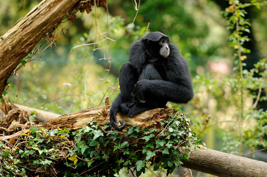 Siamang Gibbon sitting on log 
