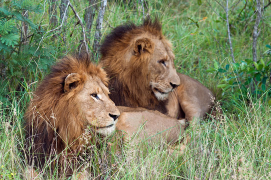 Close-up of two lions lying side by side in the long grass, Mopani, Limpopo, South Africa