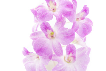 Fototapeta na wymiar orchid isolated on white blackbackground