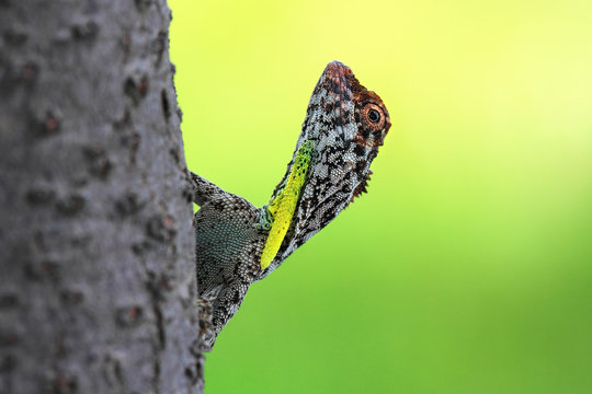 Indonesia, Riau Islands, Batam City, Draco on tree trunk