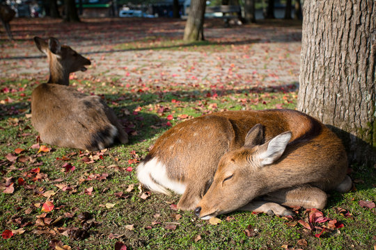Japan, Kinki Region, Soraku District, Nara, Okuyama driveway, Bambi deers lying under tree